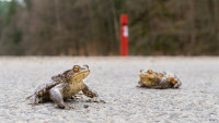 žába foto - Michal Šulc